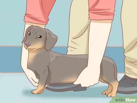 Cuidado de tu perro salchicha