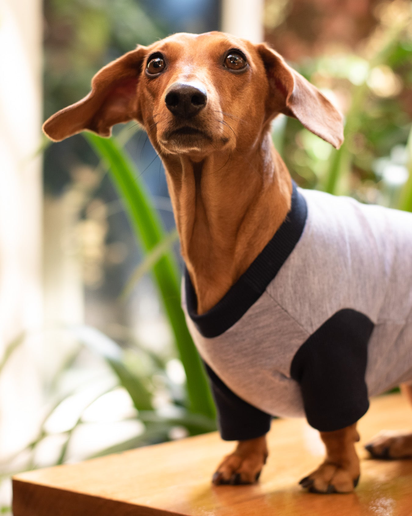 Esencial | Gris Oceano