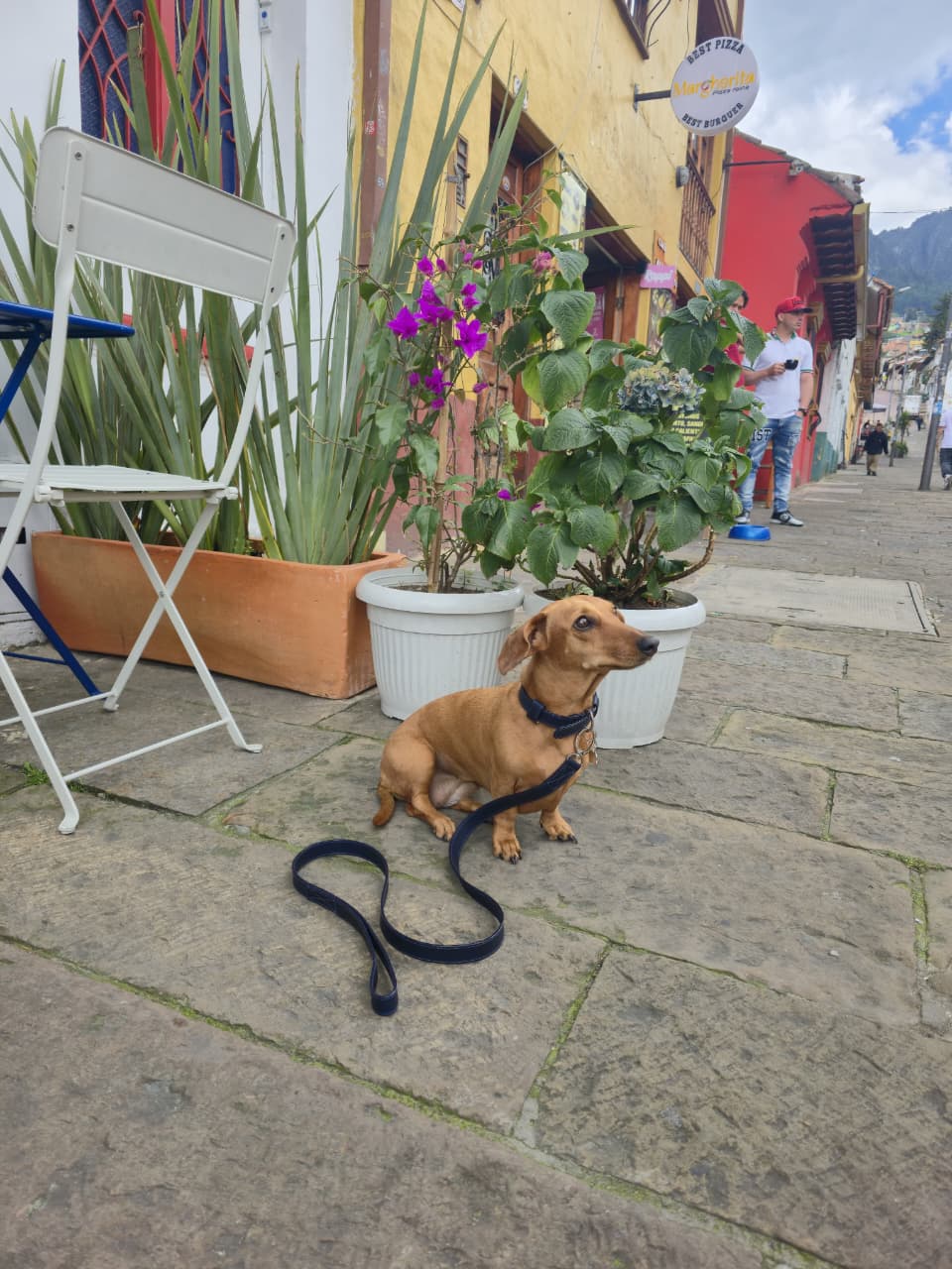 Collar y Correa en Cuero | Índigo Noble